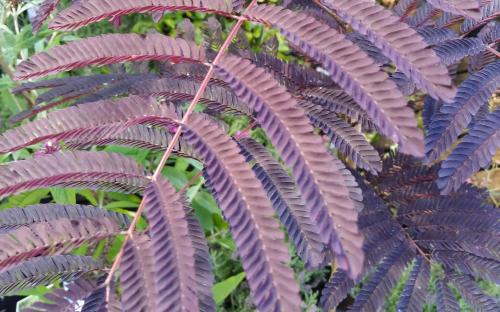 Albizia julibrissin Summer Chocolate leaves