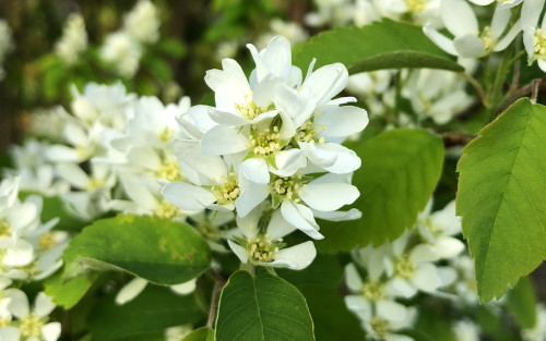 Amelanchier alnifolia Obelisk blossom