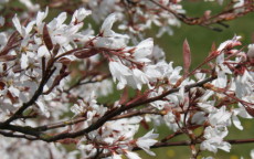 La Paloma amelanchier