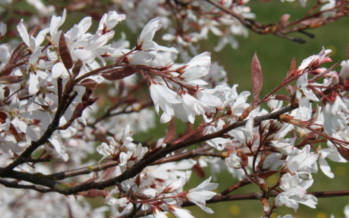 Amelanchier La Paloma blossom