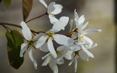 Amelanchier laevis Snow Flakes blossom