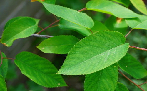 Amelanchier laevis Snow Flakes leaves