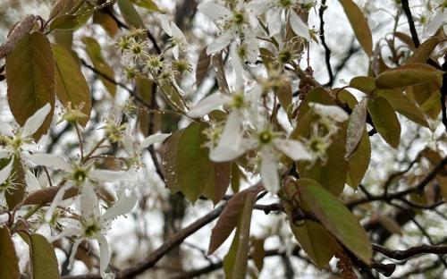 Amelanchier lamarckii