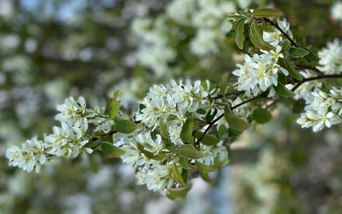 Amelanchier Ballerina blossom