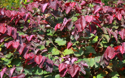 Cercis canadensis Forest Pansy leaves