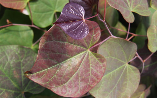 Cercis canadensis Ruby Falls leaves