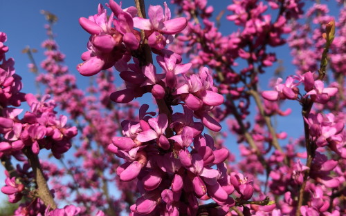 Cercis chinensis Avondale blossom