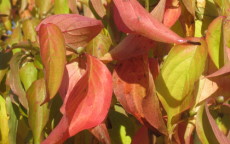 Cornus mas flowering dogwood