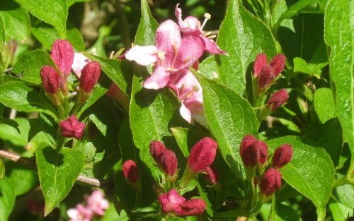 Cornus mas blossom