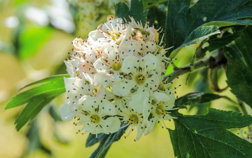 Crataegus arnoldiana blossom