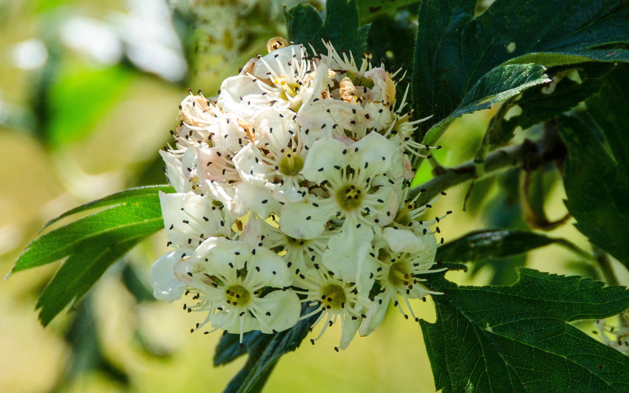 Crataegus arnoldiana hawthorn