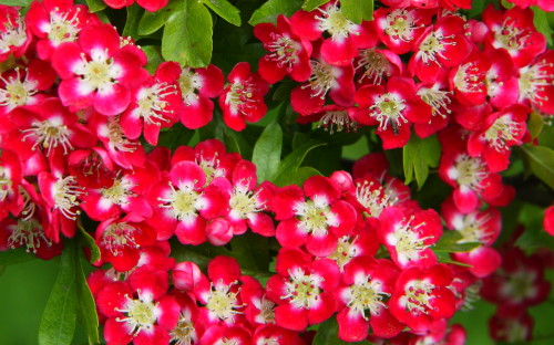 Crataegus laevigata Crimson Cloud blossom