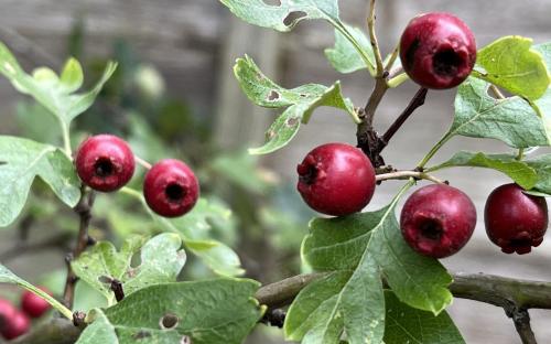 Crimson Cloud hawthorn berries