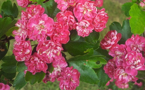 Crataegus laevigata Paul's Scarlet blossom