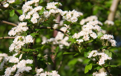 Crataegus laevigata Plena blossom