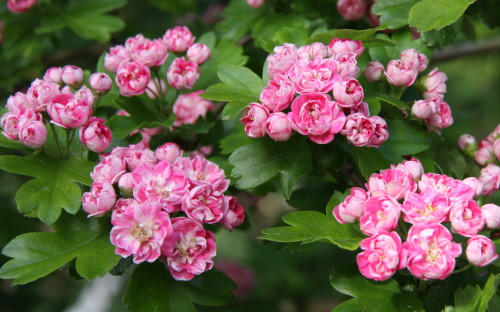 Crataegus laevigata Rosea Flore Pleno blossom