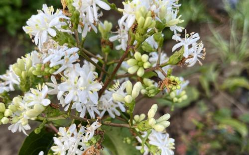 Heptacodium miconioides blossom