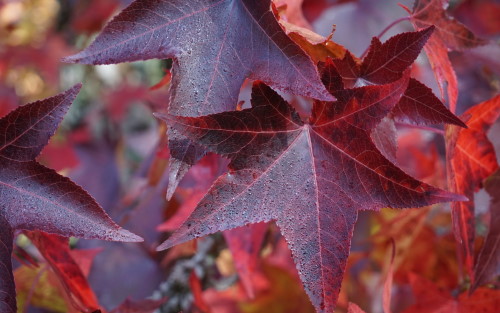 Liquidambar styraciflua leaves