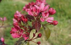 Barbara crab apple trees