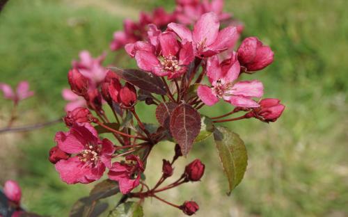 Malus Barbara blossom