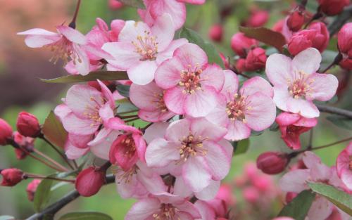 Malus sargentii Candymint blossom