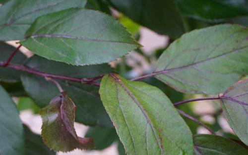 Malus sargentii Candymint leaves