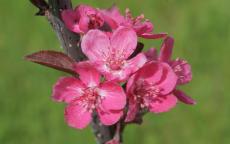 Cardinal crab-apple trees