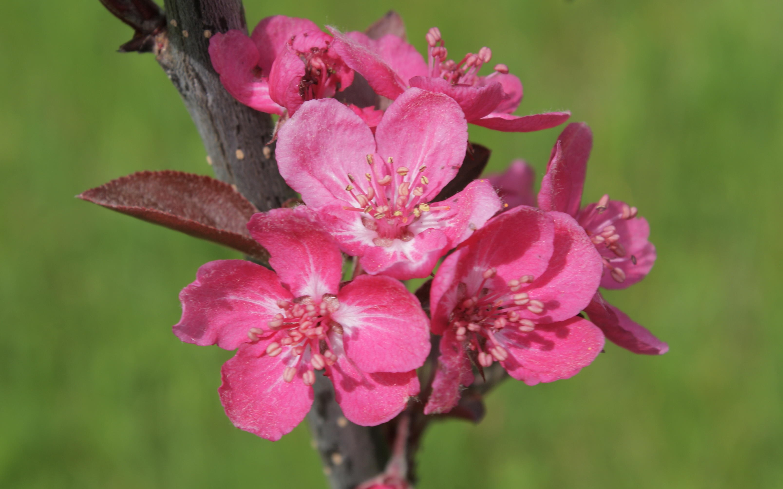 Cardinal crab-apple trees
