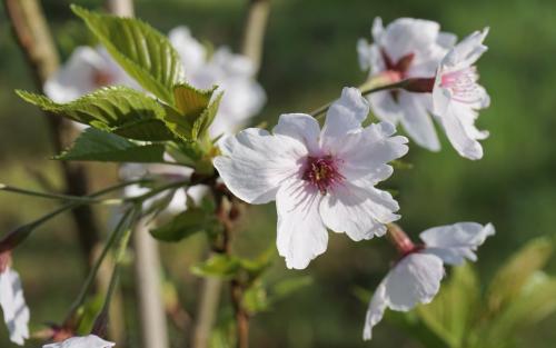 Prunus Yoshino blossom