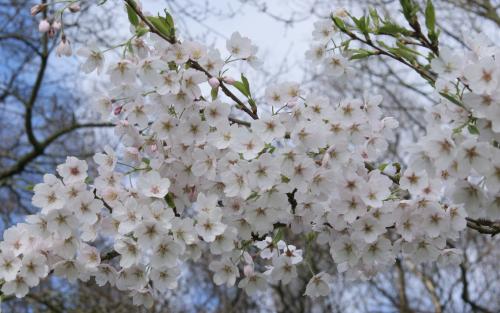 Prunus Yoshino blossom