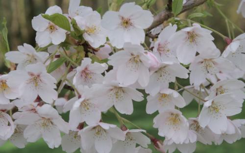 Prunus Yoshino blossom