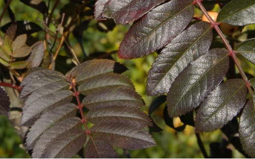 Sorbus Amber Light leaves