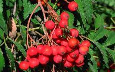 Asplenifolia rowan