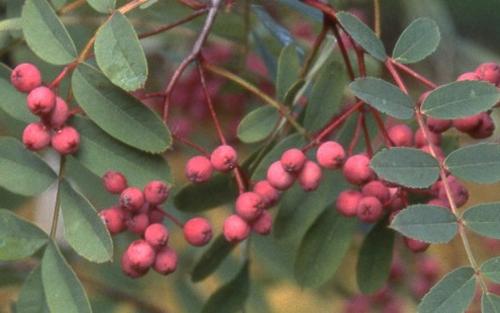 Sorbus aucuparia Ember Glow berries