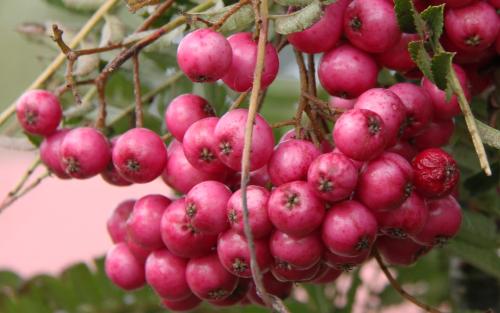 Sorbus aucuparia Glendoick Spire berries