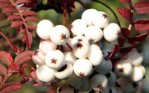 Sorbus aucuparia Glendoick White Baby berries