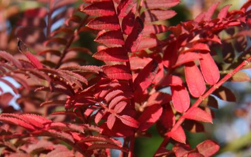 Sorbus aucuparia Glendoick White Baby leaves