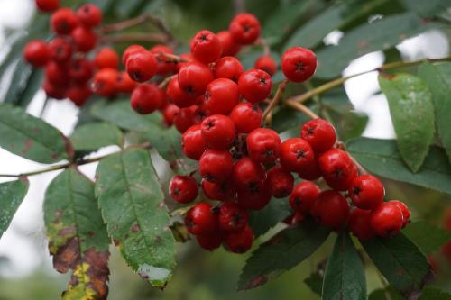 Sorbus aucuparia berries