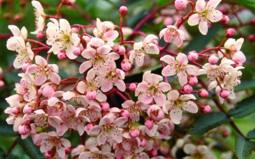 Sorbus cashmiriana berries