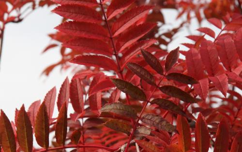 Sorbus Copper Kettle leaves