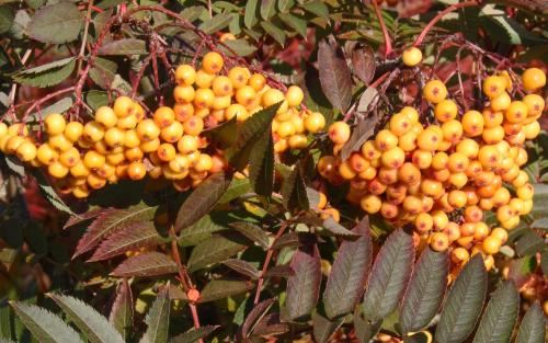Sorbus Copper Kettle berries