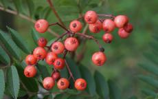 Eastern Promise rowan