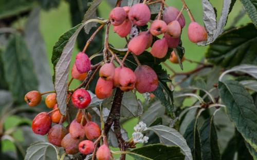 Sorbus folgneri Emiel berries