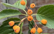 Sorbus japonica whitebeam