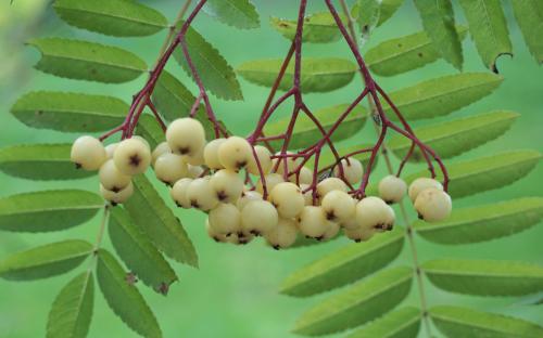 Sorbus Joseph Rock berries
