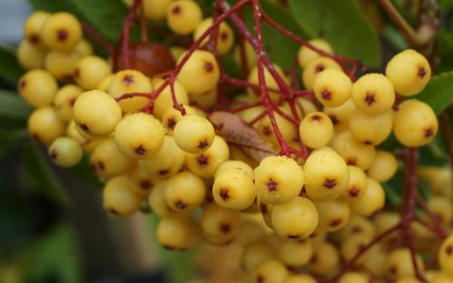 Sorbus Joseph Rock berries