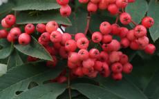 Pink Ness rowan