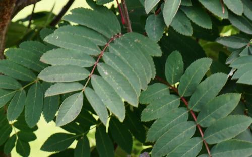 Sorbus Pink Ness leaves