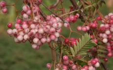 Sorbus pseudovilmorinii rowan