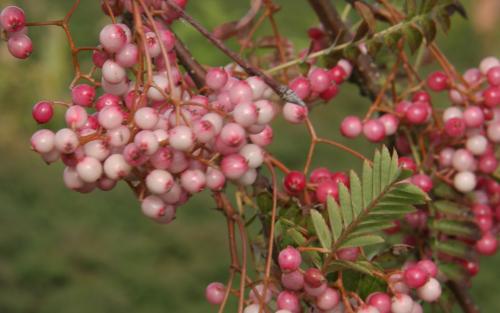 Sorbus pseudovilmorinii berries